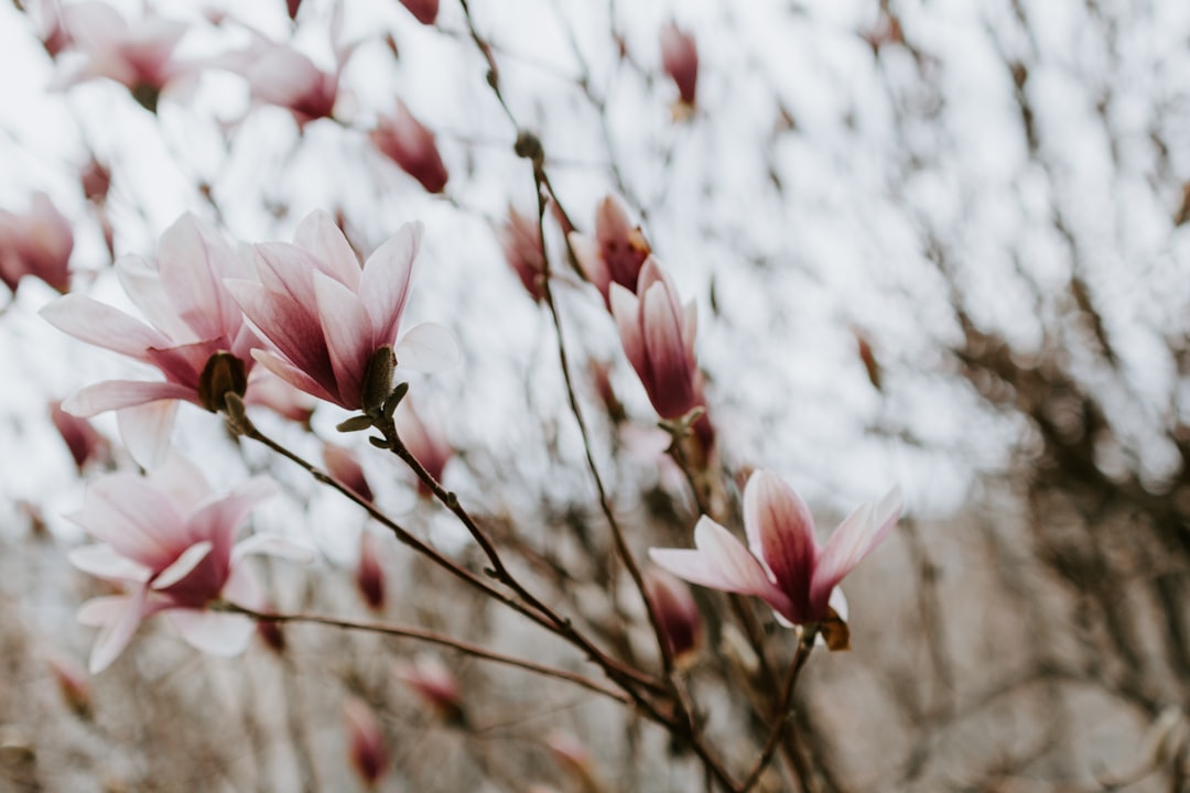 découvrez le magnolia, une plante à fleurs majestueuses qui illumine vos jardins. apprenez à l'entretenir, ses variétés et ses atouts décoratifs pour créer un espace naturel enchanteur.