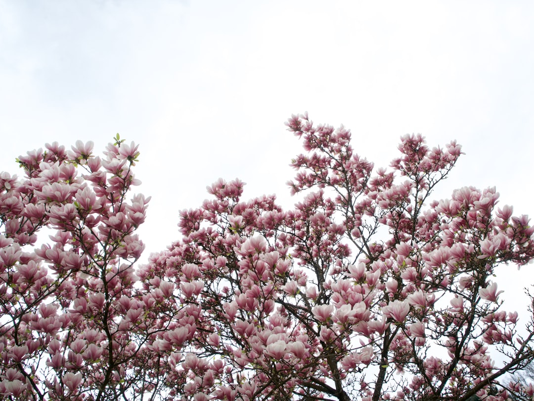découvrez l'univers envoûtant des magnolias, ces arbres majestueux aux fleurs délicates. apprenez à cultiver et entretenir ces plantes exceptionnelles qui apportent une touche d'élégance et de beauté à votre jardin.