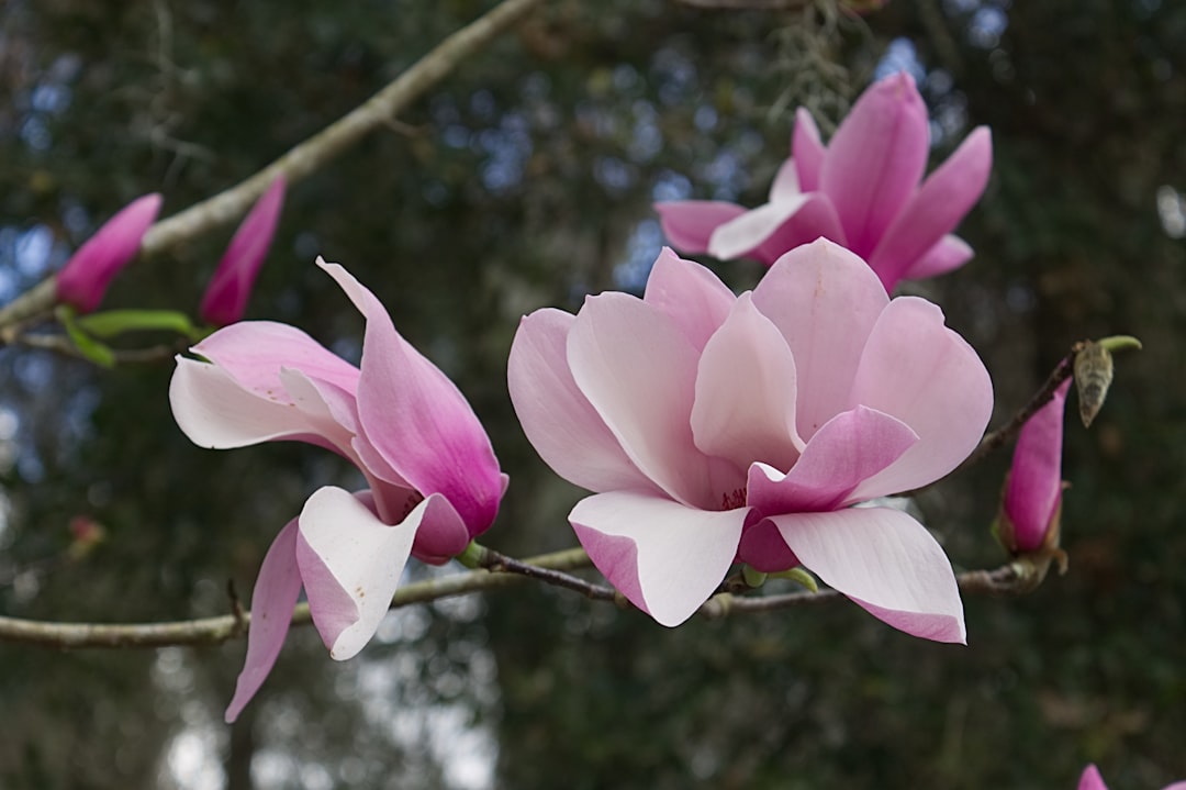 découvrez le magnolia, un arbre majestueux aux fleurs délicates et parfumées. apprenez-en plus sur ses variétés, ses soins et son utilisation dans l'aménagement paysager pour sublimer votre jardin.