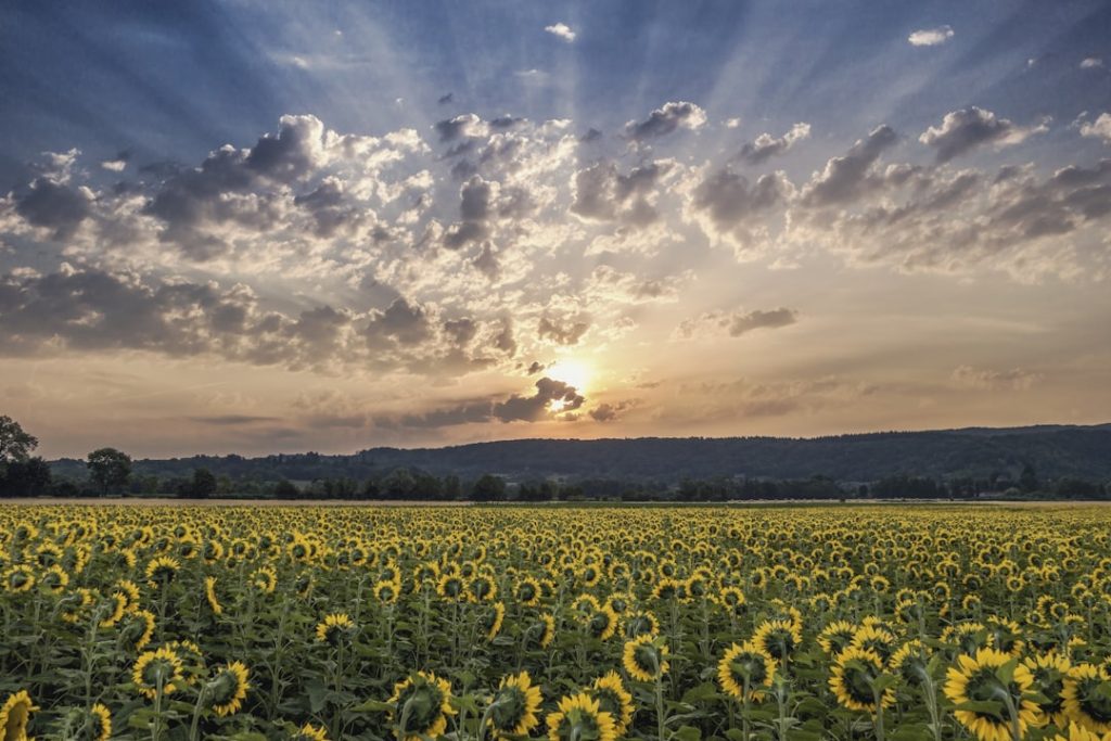 découvrez le crédit agricole, un acteur majeur du secteur bancaire français qui propose une gamme complète de services financiers adaptés à vos besoins : comptes, prêts, assurance, conseils et bien plus encore pour accompagner votre projet de vie.